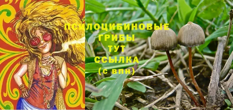 Псилоцибиновые грибы Psilocybine cubensis  Владивосток 